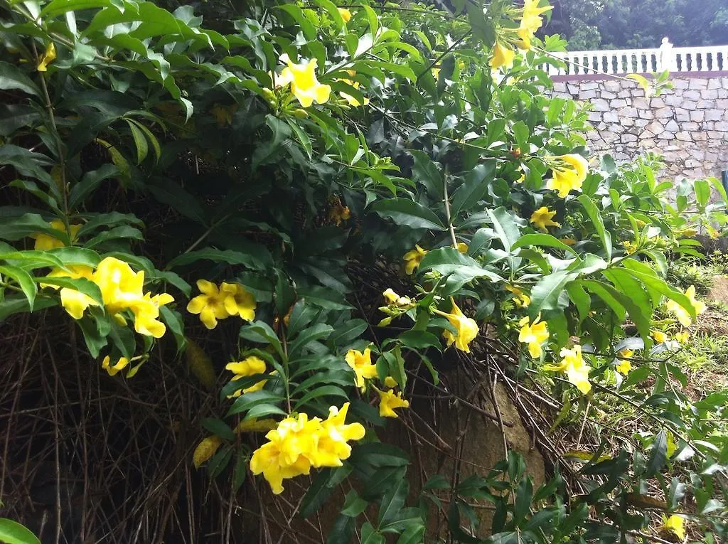 Seychelles Yellow Petals Apartment Anse Boileau